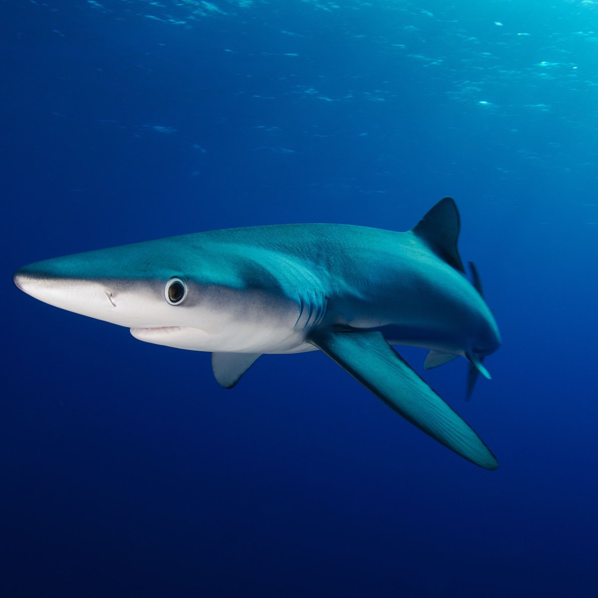 #12 BLUE SHARKS-skinny legends-pretty blue color-can have up to 135 pups per liter-always look confused but cute