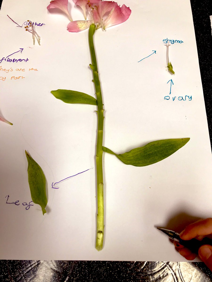 stjohnscen20's tweet photo. This is a lovely activity to discover all the parts of a flower #ScienceAtSchool #ScienceAtHome https://t.co/poCiIPNbJz