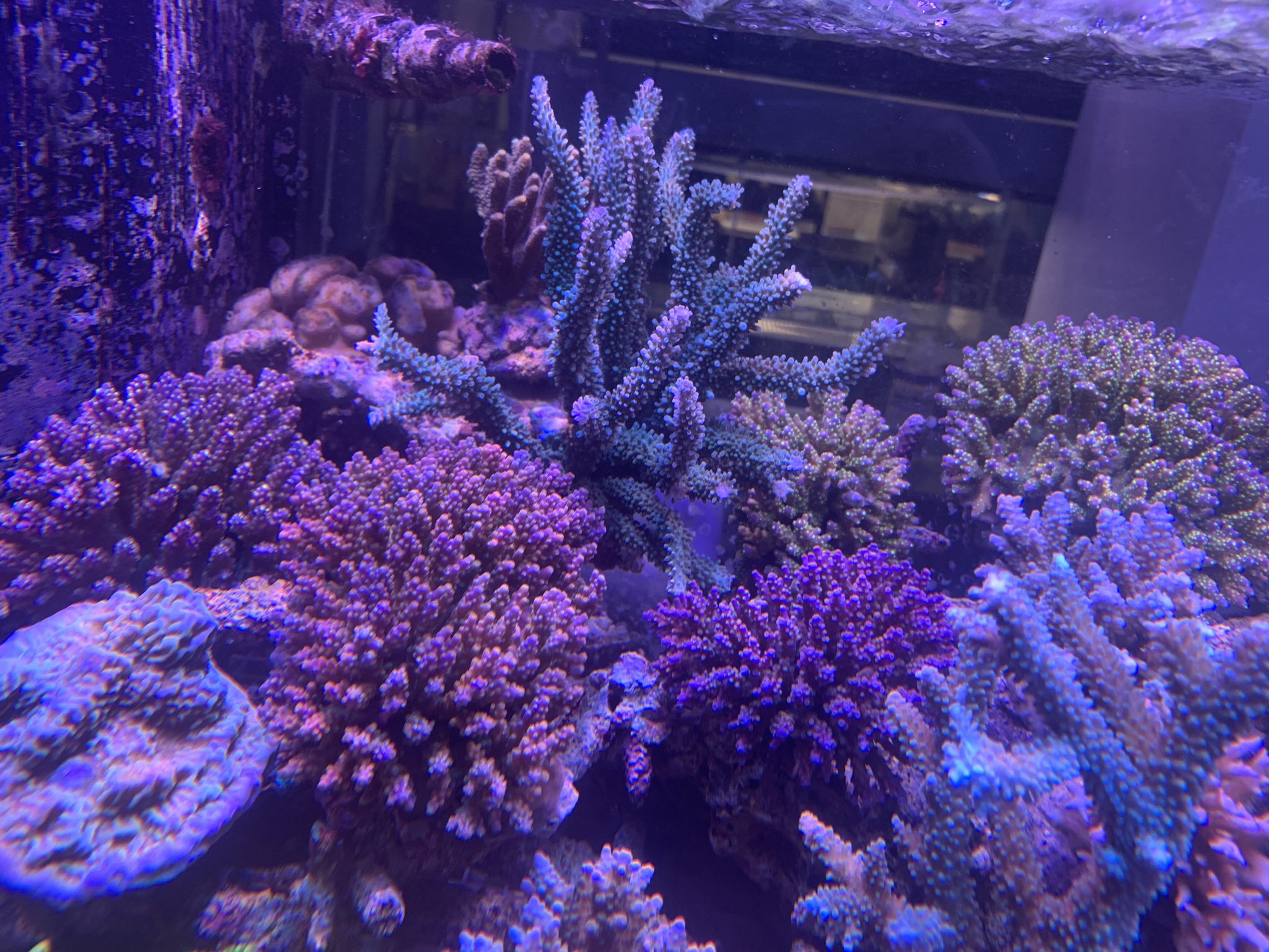ベッセル ｖｅｓｓｅｌ 海水魚 サンゴ 専門店 6日 月 入荷情報 スゲミドリイシパープルやグリーン スギノキ系ブルー ヒメマツ系グリーン イボヤギ沢山 アワサンゴ トゲトサカ 赤ヤギ イソバナ ヒメシャコガイ シコロサンゴ他です T Co
