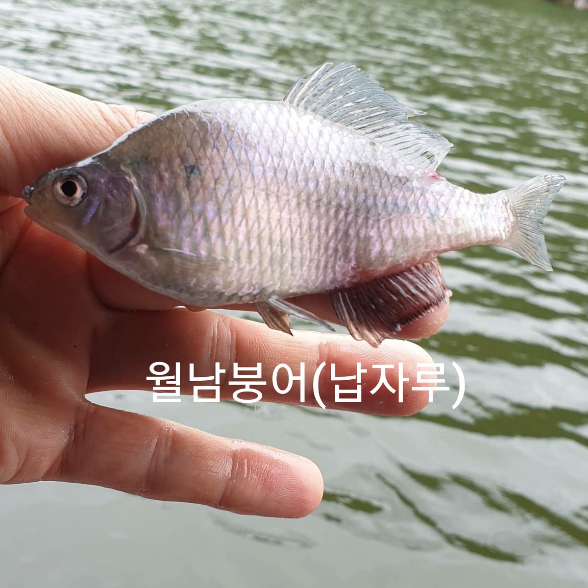 fish4163's tweet photo. InShot https://t.co/eC0IuveJDl