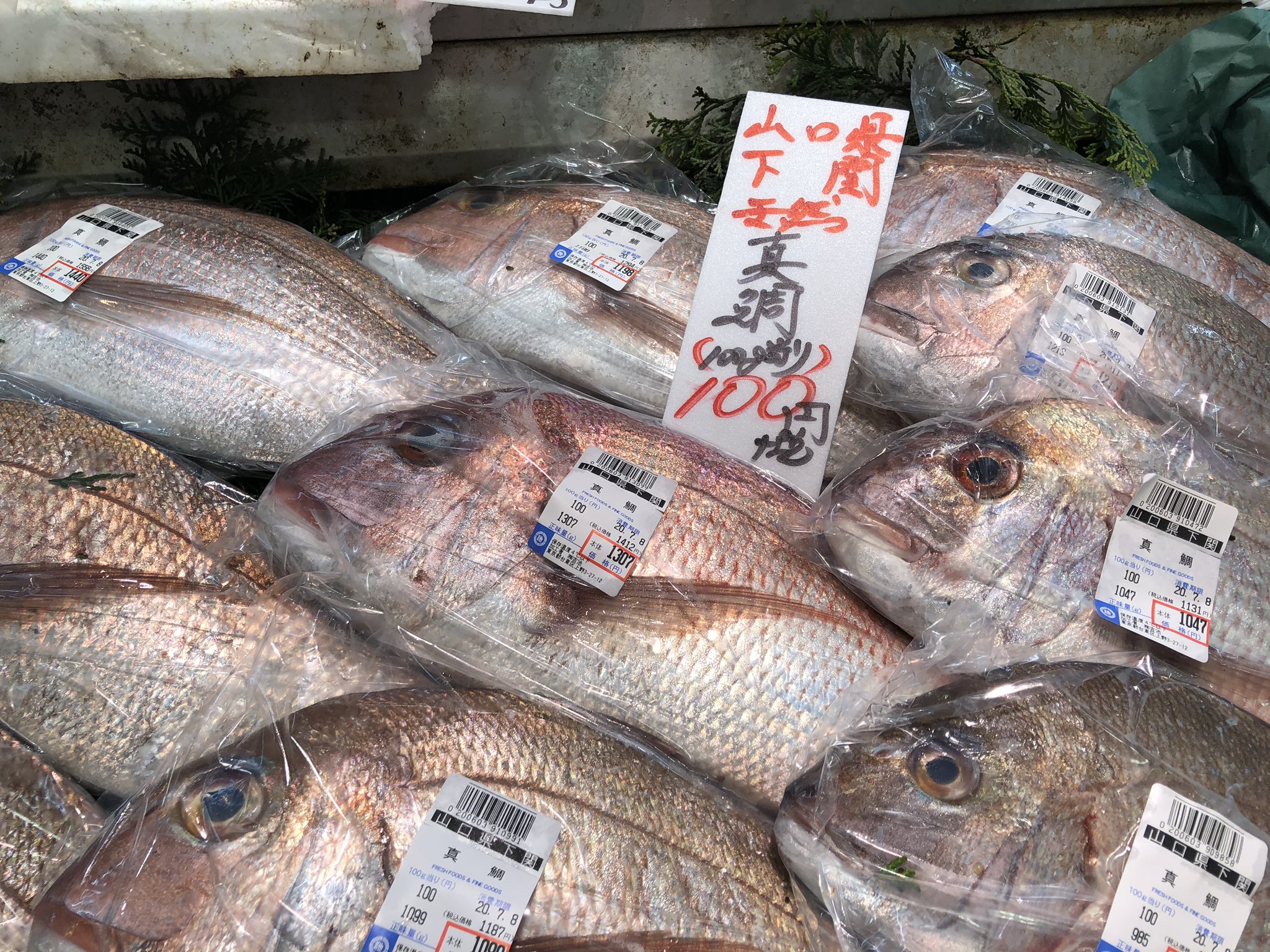 吉池 山口県下関産 天然 真鯛入荷です 40cm以上の 大きさです T Co Ivbzgfv0uu Twitter