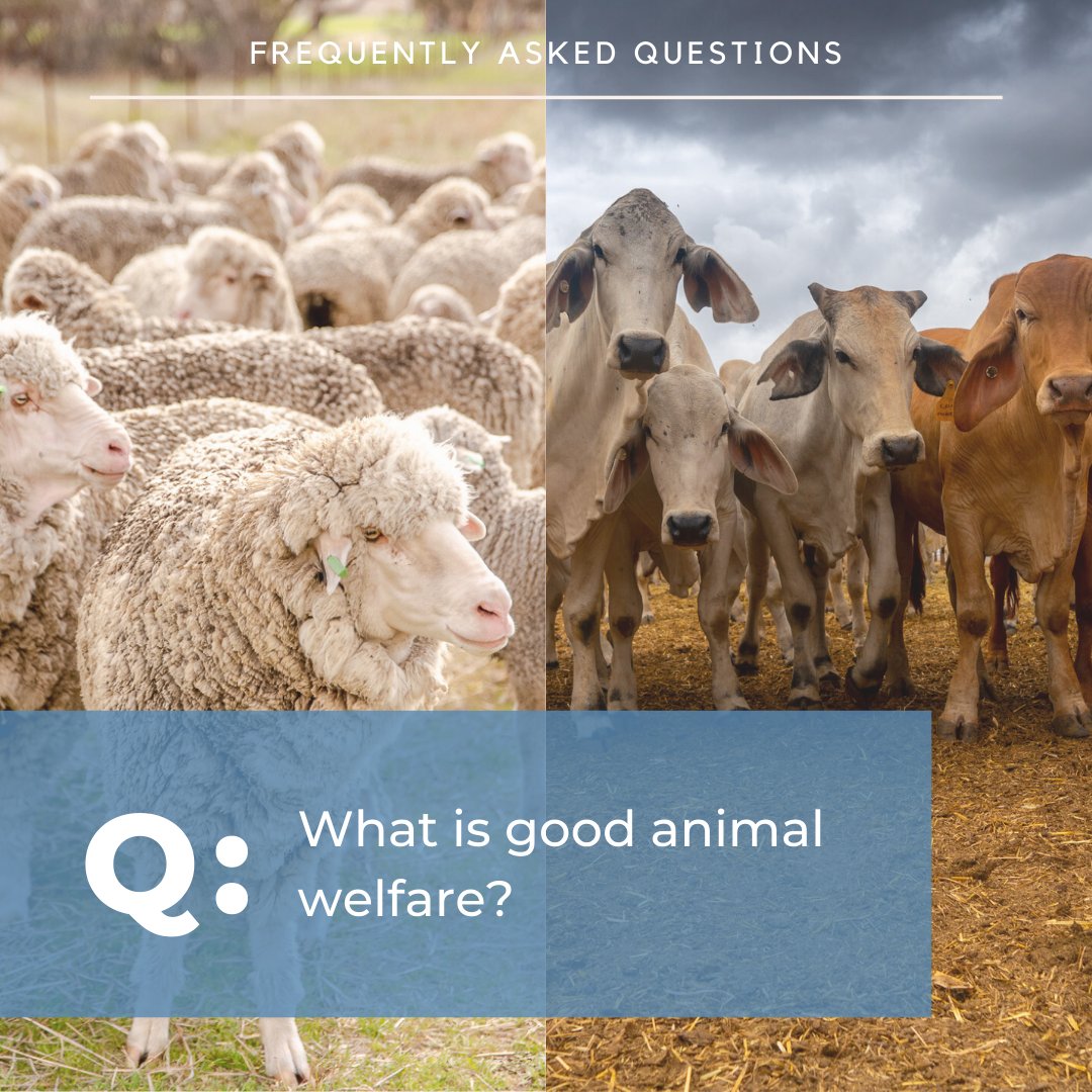 The Livestock Collective tweet media