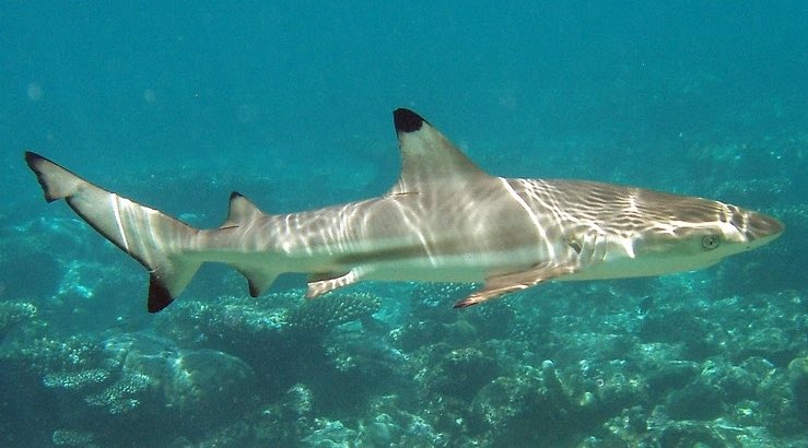 #10 BLACKTIP REEF SHARK-black dorsal tip-hangs out around coral reefs -people spot their fins from shore pretty often-appears on shark week a lot-i have 3 stuffed animals of this species-my favorite as a kid