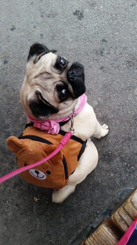 pug (@pugkeli) on Twitter photo 