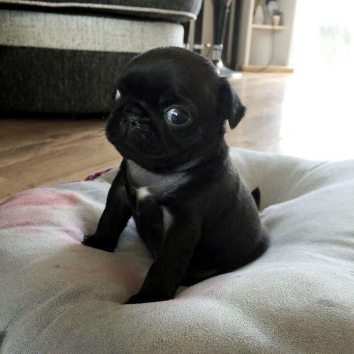 pug (@pugkeli) on Twitter photo 
