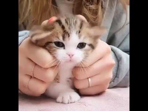 MeowMoeDotCom's tweet photo. cute kitties cat babies playing | ...
#Cats #Cat #Kittens #Kitten #Kitty #Pets #Pet #Meow #Moe #CuteCats #CuteCat #CuteKittens #CuteKitten #MeowMoe #Almost #AlmostGotIt #BabyAndAnimals #BabyAndCats #BabyAndPets #BabyPlayingWithAnimals
https://t.co/XYQucn67w3 https://t.co/RpZlzb0Igw