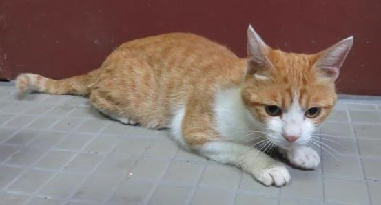 ネコのホープくん・和歌山県湯浅保健所で保護！飼い主さん迎えに来てください！！