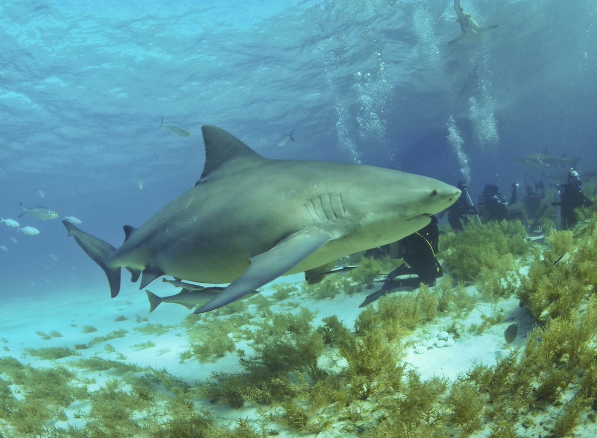 #9 BULL SHARKS-i hate them -stupid and ugly-aggressive (in the top 3 for most shark attacks)-use the bump and bite technique on prey (so if you feel something bump you gtfo)-can swim in both salt and fresh water (even travel up the mississippi river)