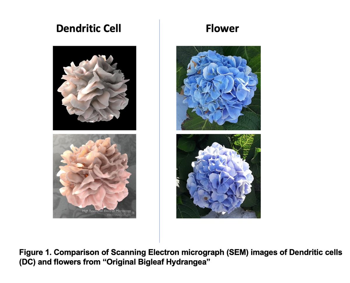 Ever wondered if Dendritic cells looked like flowers?

Can presenting pollen be somewhat similar to presenting antigen?

Take my thoughts lightly...Not too seriously, just having fun!

#Immunology #Dendriticcell SEM #OriginalBigleaHydrangea