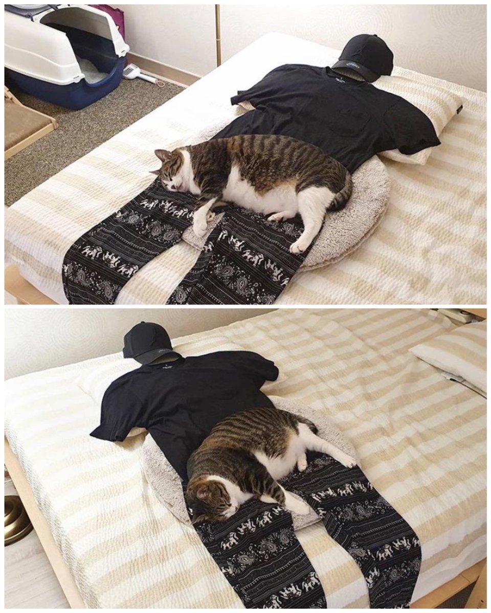 เมื่อแมวสิงคุณตลอดเวลาจนคุณต้องทำร่างเทียมให้มันสถิต