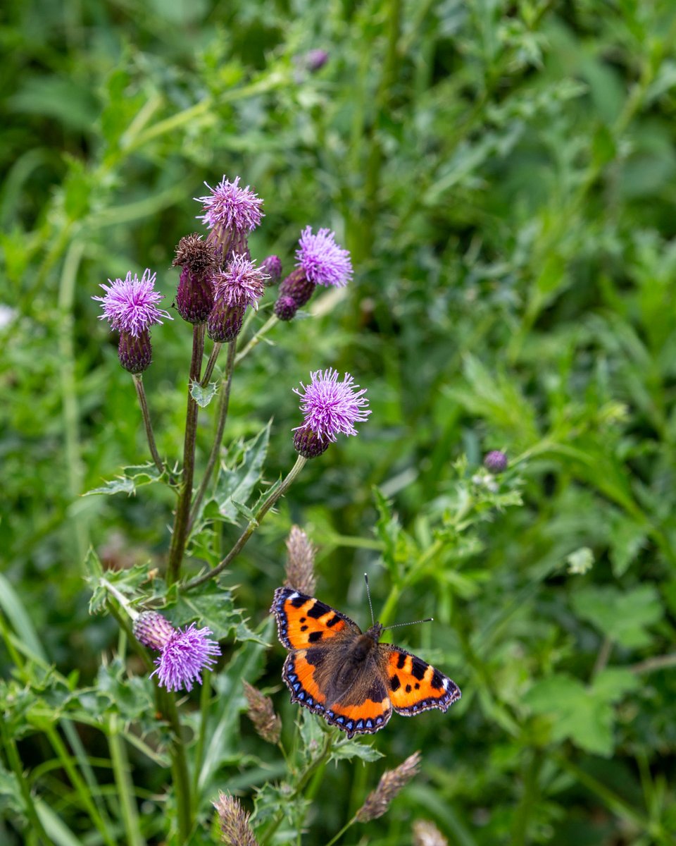 A brief walk from Cliff House up through Chafer Wood and then down through Netherby Dale.

#StayAtCliff #nature #walking #Yorkshire #beautyundermynose