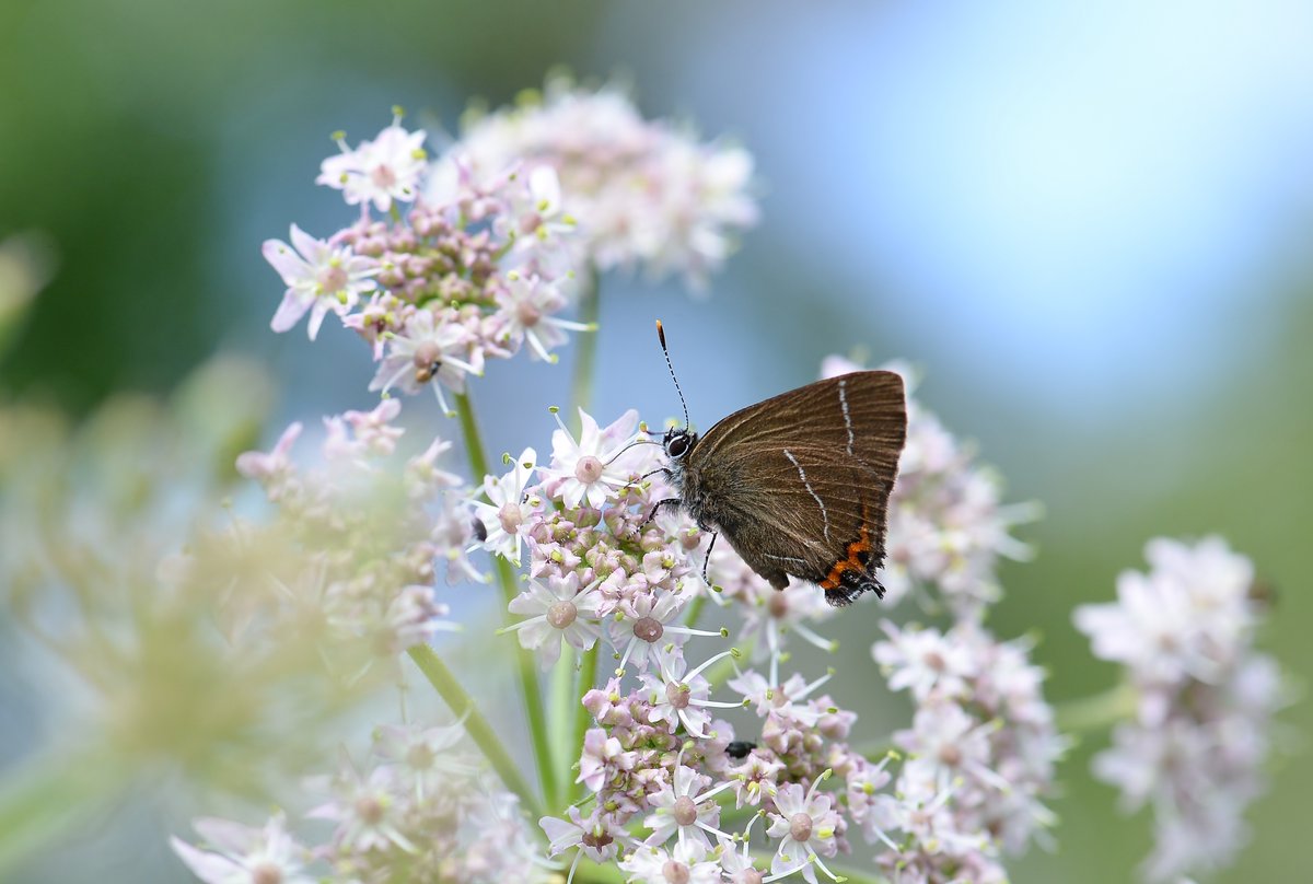 My first ever White letter hairstreak! :)