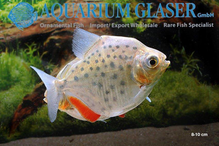 aquariumglaser's tweet photo. #metynnis #big #spot #peru
find more details and pics @ https://t.co/kgExUnuDLM https://t.co/yfQS27XwxK