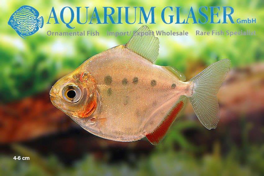 aquariumglaser's tweet photo. #metynnis #big #spot #peru
find more details and pics @ https://t.co/kgExUnuDLM https://t.co/yfQS27XwxK