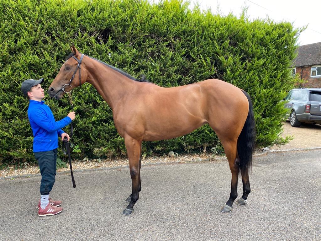 SurreyRacing's tweet photo. After the classics this weekend it’s a good time to post that we are thrilled to buy this filly by the Sire Sensation Kingman (out of a black type mare) to go into training @GBakerRacing a couple of shares available - more details on the website. Living The Dream 🥂 https://t.co/dnzuLcFdx4