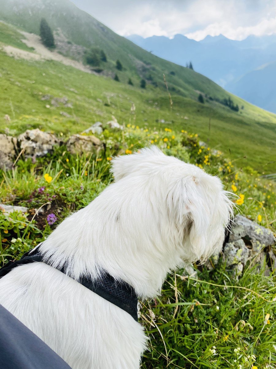 AlFreddy_Meier's tweet photo. #hunderunde #parsonrussellterrier #älpli #morgen https://t.co/WL1pvylNYG