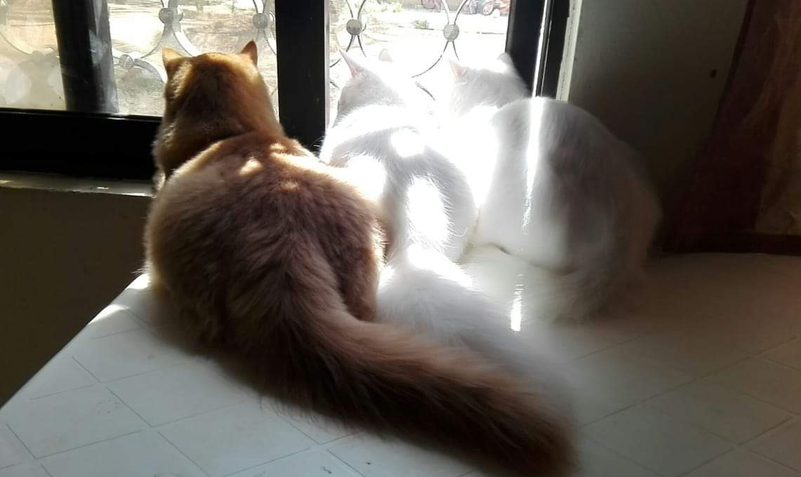 Zheng_ph19's tweet photo. #bringbackuaeresidents
Please allow us to return,.
My fur babies are waiting for me since march,they are my family..😭😭😭😭😭
@ICAUAE 
@MoFAICUAE 
@NCEMAUAE 
@HHShkMohd 
@MohamedBinZayed 
@khaleejtimes 
@gulf_news https://t.co/Wx5OgOZs76