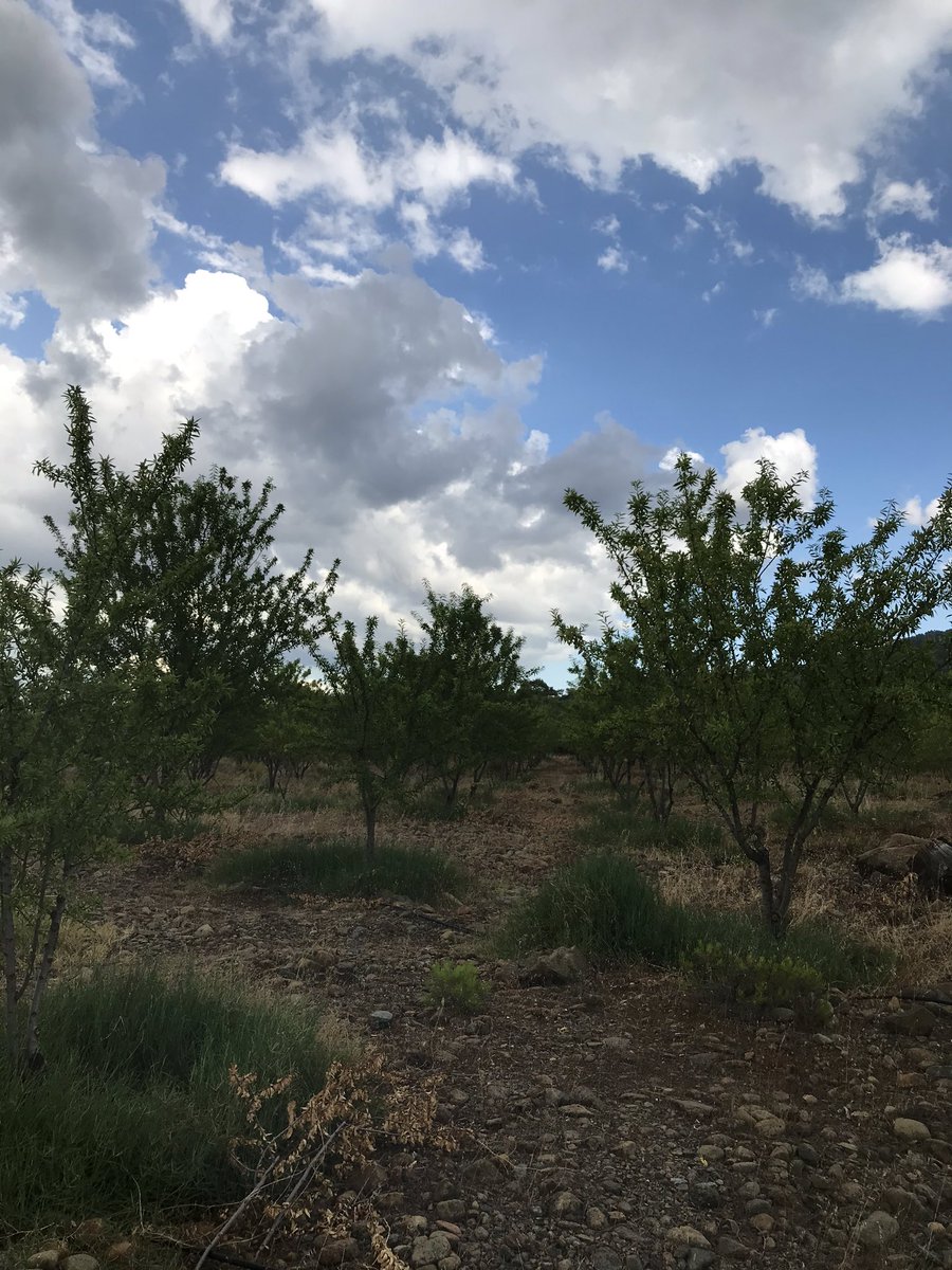 Ağaç altı yabani ot olan bölgede yaprak analizleri daha zayıf çıktı.