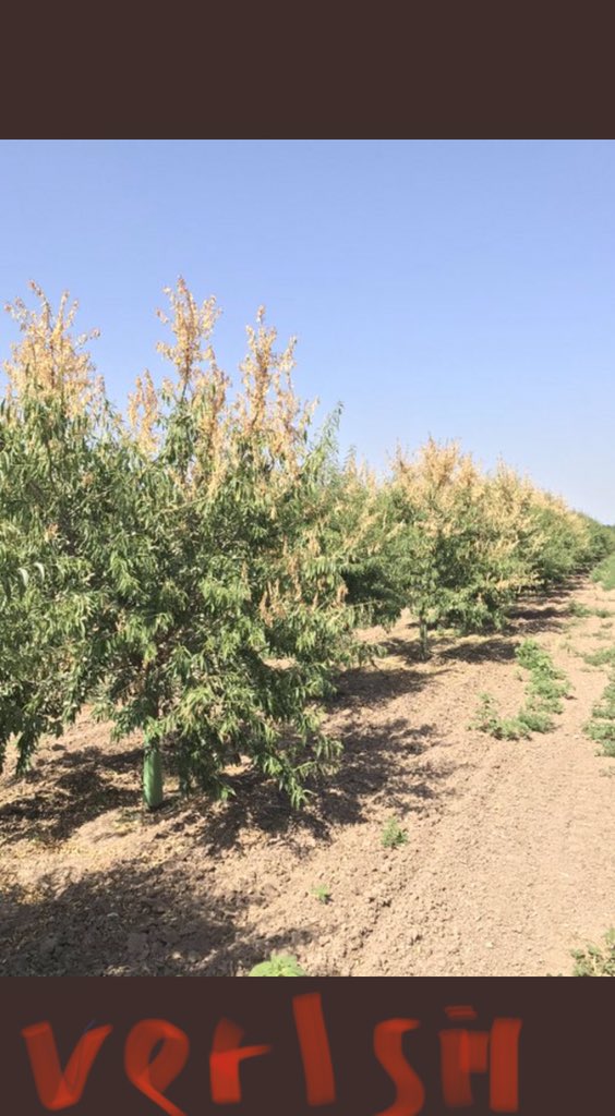 Kaliforniya’da bademde vertcillium