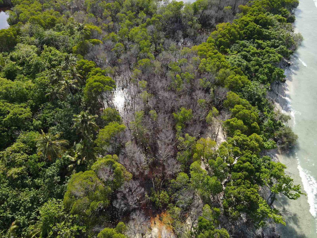 bluepeacemv's tweet photo. Present status of Kendhikulhudhoo's mangroves. It's very sad to see these mangroves dying like this. https://t.co/K4C0aRYqZc