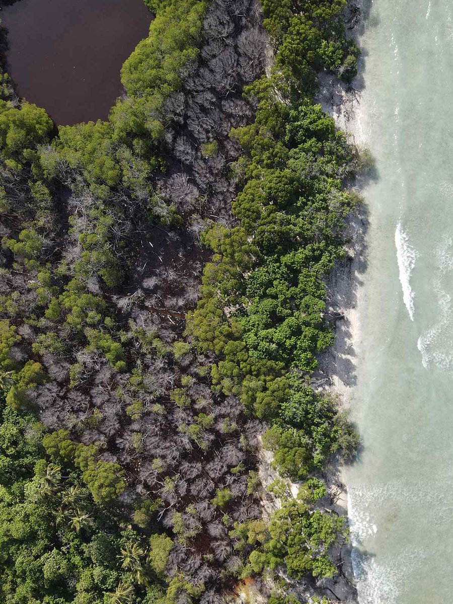 bluepeacemv's tweet photo. Present status of Kendhikulhudhoo's mangroves. It's very sad to see these mangroves dying like this. https://t.co/K4C0aRYqZc