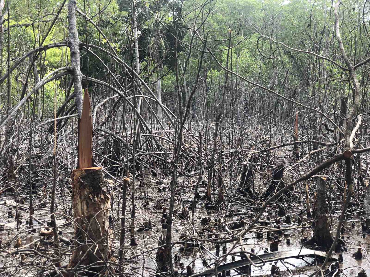 bluepeacemv's tweet photo. Present status of Kendhikulhudhoo's mangroves. It's very sad to see these mangroves dying like this. https://t.co/K4C0aRYqZc