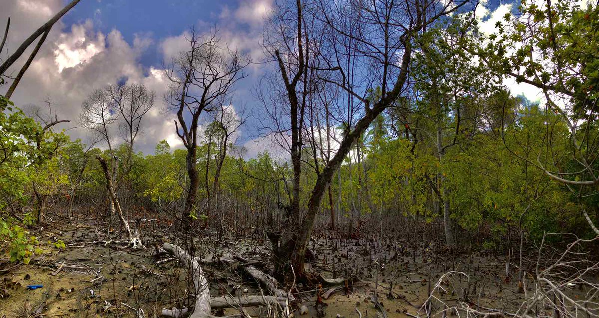bluepeacemv's tweet photo. Present status of Kendhikulhudhoo's mangroves. It's very sad to see these mangroves dying like this. https://t.co/K4C0aRYqZc
