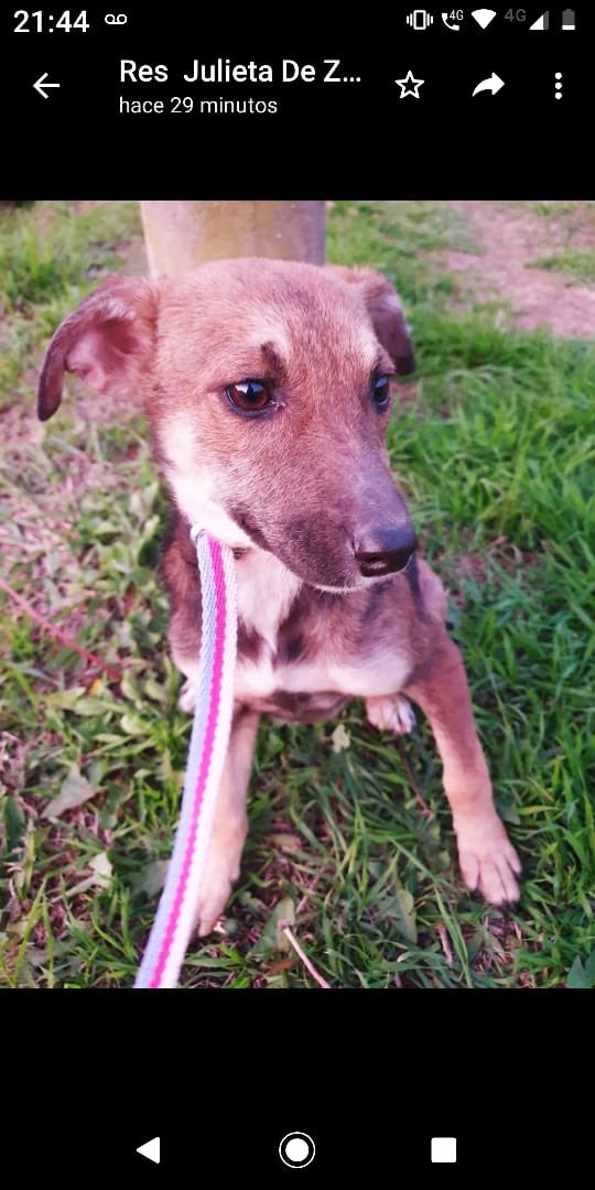 Amor de Perro 🐶 tweet media