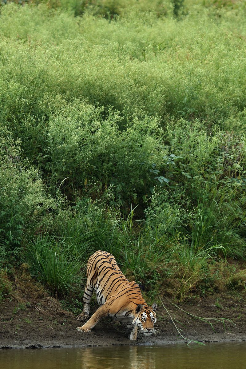saroshlodhi's tweet photo. Yesterday I posted images of a legendary tiger from Central India. Today it's a tigress, the Supermom from Pench MP, who delivered a record 30 Cubs in 8 litters 

Collarwali 

#tigers #wildlife  #india #nature https://t.co/nDPFhnQaRM