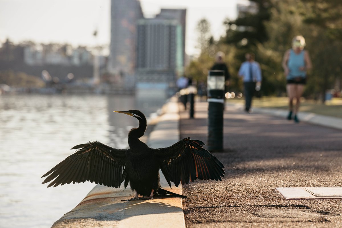 CityofPerth's tweet photo. The City of Perth needs your help to guide the future of the city’s riverfront. Tell us what you love most about the foreshore and how we can make the most of Perth’s iconic location on the banks of the Swan River. Complete the survey here: https://t.co/AqGQMKRbVH https://t.co/vUCRjE9YoV