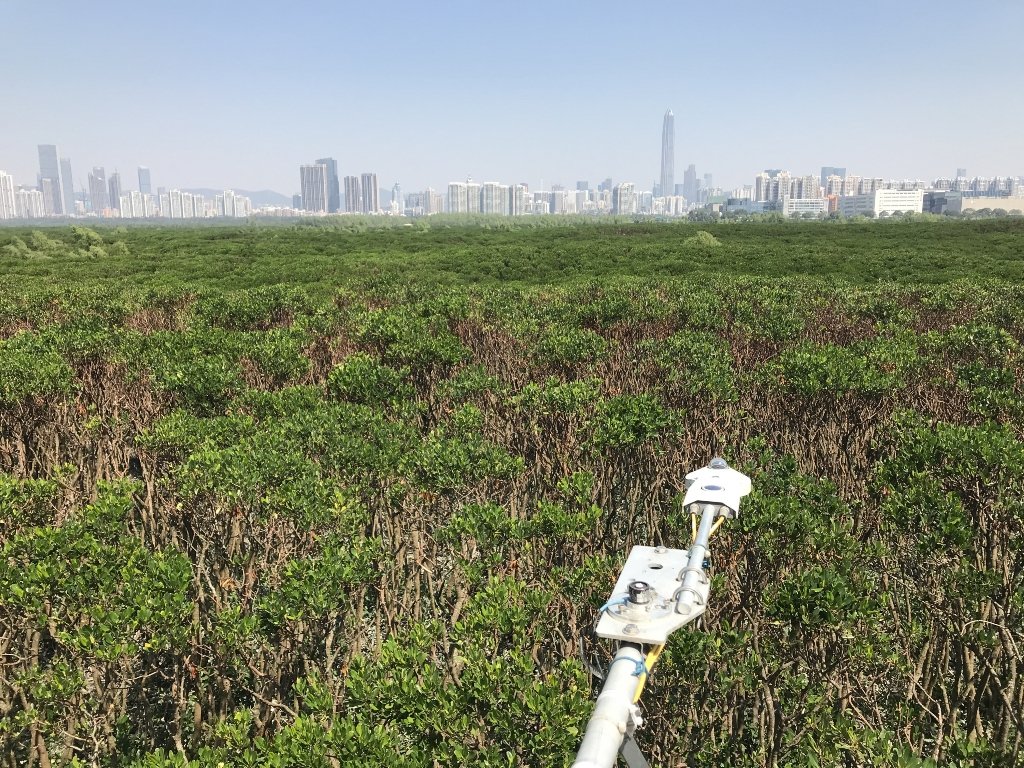CUHKofficial's tweet photo. An international collaborative study led by Prof Derrick Lai has discovered that sustained #methaneemissions from the #subtropical estuarine #mangroves can reduce its climatic #coolingeffects by over 50%, over a period of 20 years.@GlobalChangeBio Details:https://t.co/JnNkWYJhrH https://t.co/PKcrGGNweu