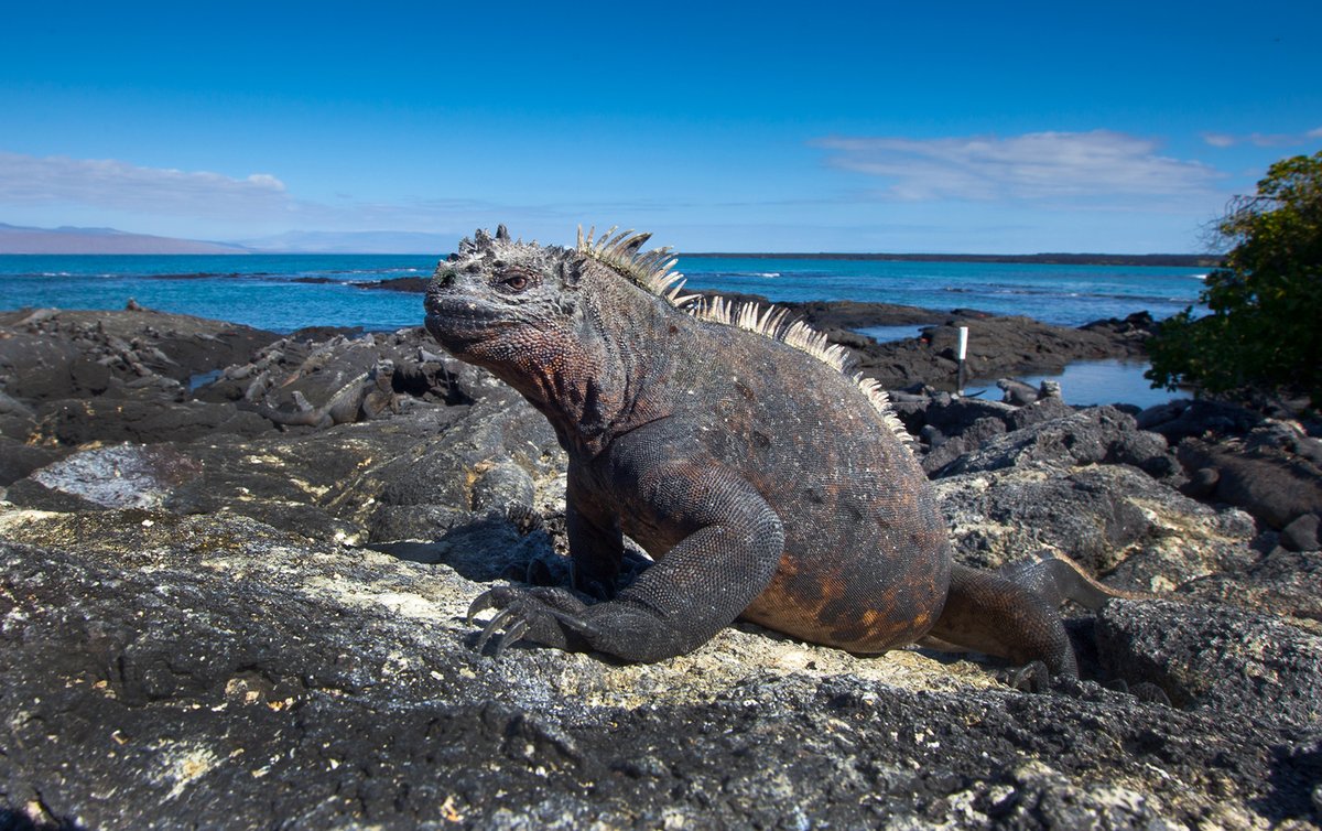 Web_GEO's tweet image. Las #IslasGalápagos celebraron el sábado su 61 aniversario como área #protegida, la primera de #Ecuador.
#Biodiversidad #PatrimonioNatural #Tortugas #Iguanas
