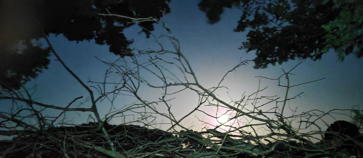 Full moon last night. Tried, unsuccessfully to capture the magic her in #JonesHillWood. The place is captivating and needs to be saved. Please help us, get along here and stand with the protectors who are standing up for nature & our future. #StopHS2 @ChrisGPackham @NewburyToday