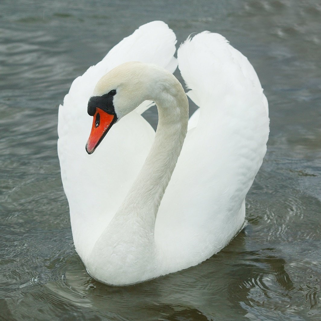 뉴질랜드에서 만났던 혹고니입니다. 우리나라에서 월동 하는 혹고니, 큰고니,고니 3종은 모두 희귀한 겨울철새들 로서 국제적인 보호가  요청되는 종들입니다. 문화제청에서 1968년 6월 7일 큰고니,고니와 함께, 혹고니를 천연기념물 로 지정하여 보호하고 있습니다. #그린  ..., image size:1064x1064
