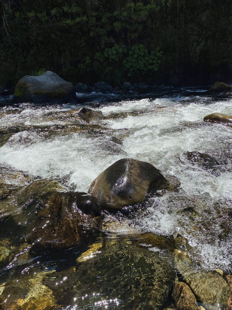 Ykaih クリスタル ガイザーの採掘地としても有名なシャーマンの山 Mt Shastaに行ってきた シャスタに住む人に聞くとここは5次元 らしい 湧き水美味しいし滝美しいし控えめに言って超最高だった 憧れのスウェットロッジはコロナで中止のため 次回に