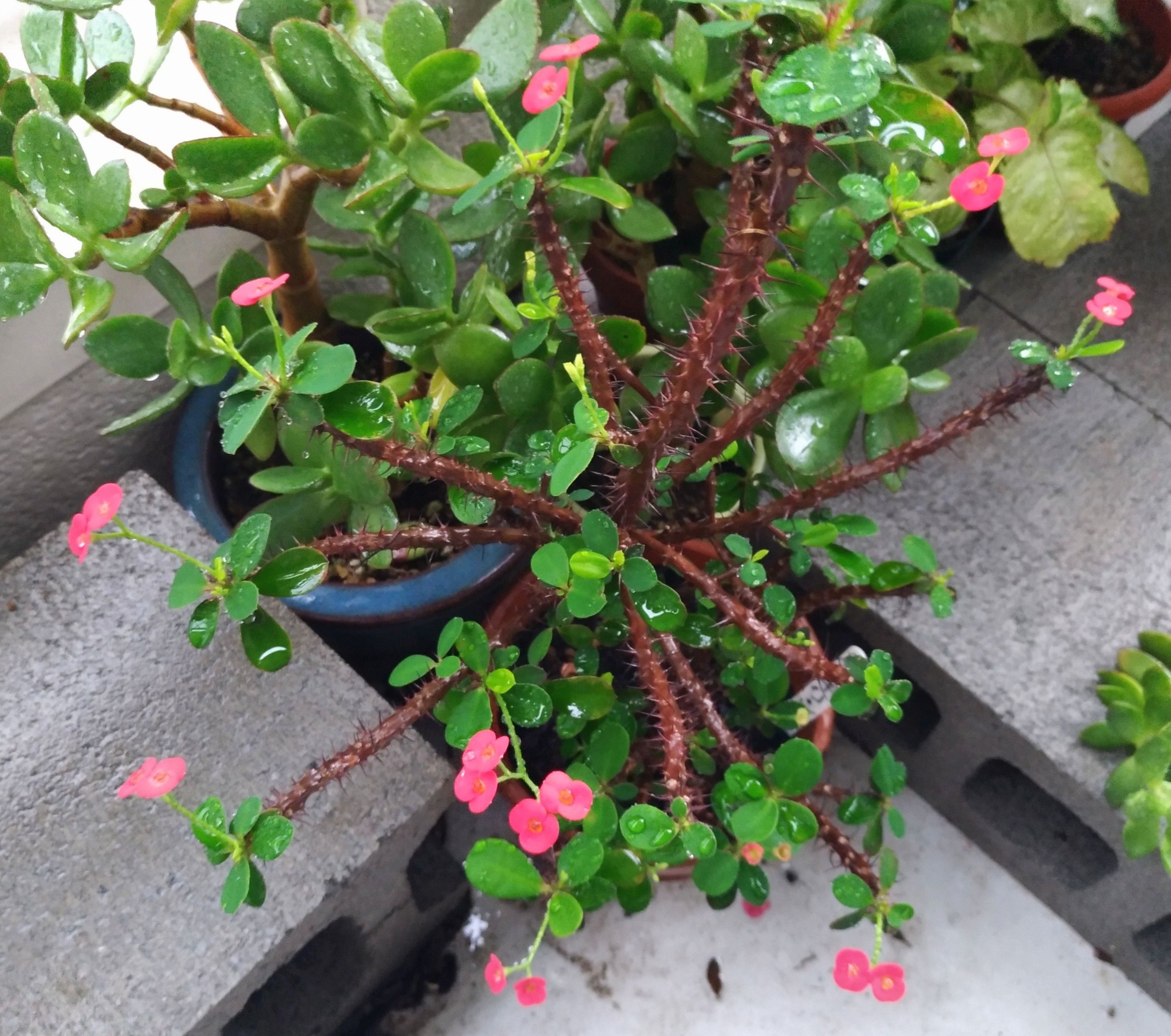 تويتر こころんグリーン على تويتر ハナキリンの赤い花がたくさん開いています 2度ほどひっくり返ったんですげど 随分元気になりました もっと 花を増やしてほしいです ハナキリン 赤い花 ひっくり返る 多肉植物 園芸品種 園芸 ガーデニング 熊本市南