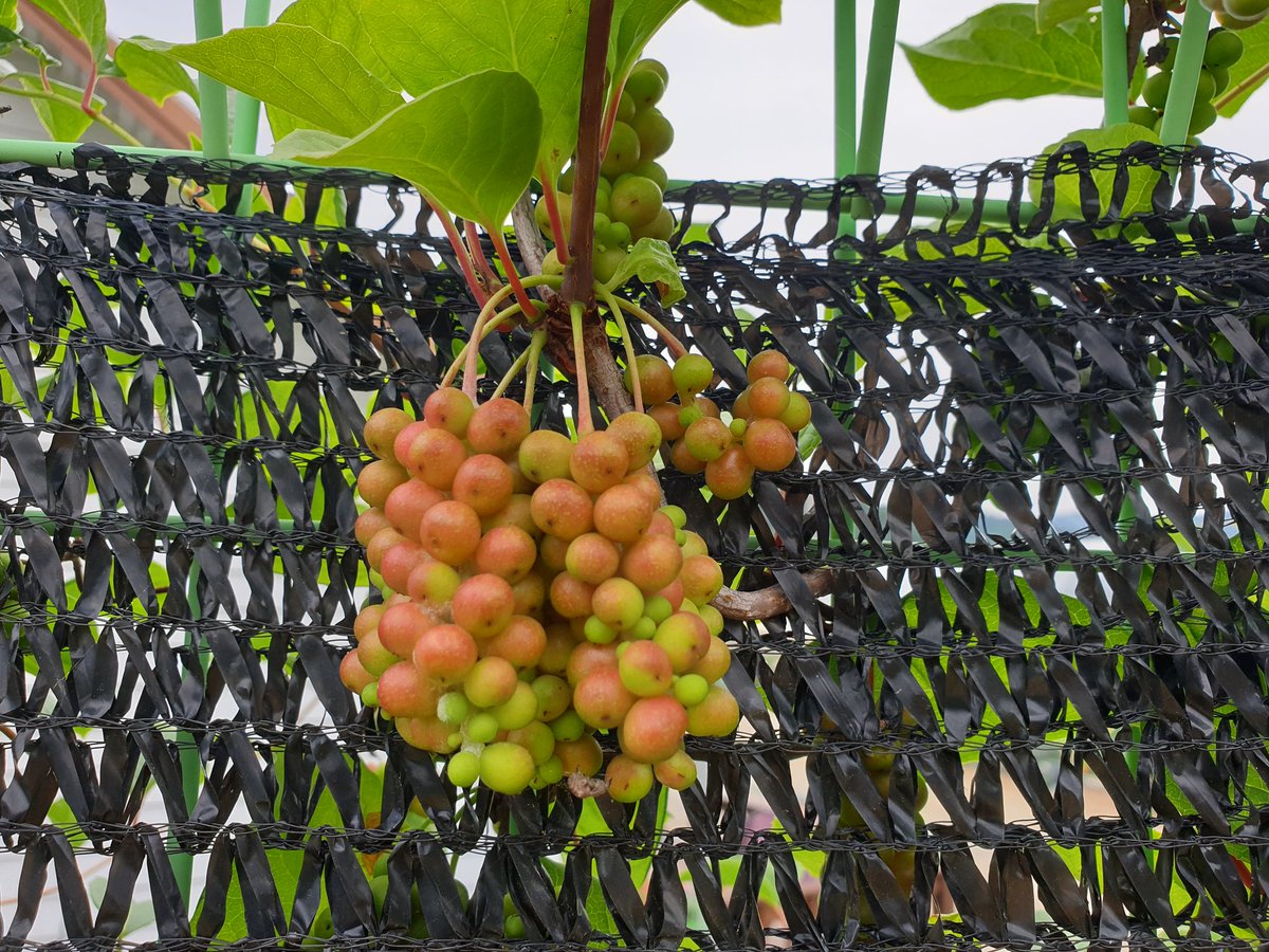 연  하 니 tweet media