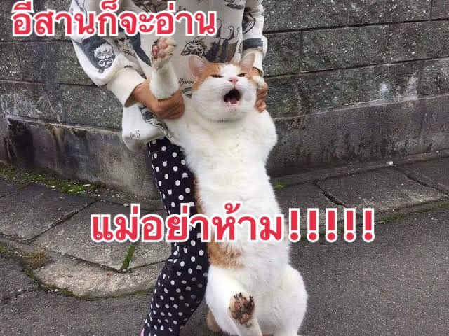 กุ๊กกู๋ tweet media
