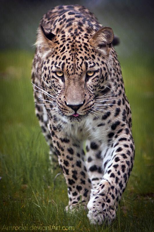 iranroute's tweet photo. Have you ever heard anything about the animals living in Iran?
.
So, just have a look at these three beauties:
1. . Persian Cheetah,
2. Asiatic Lion🦁
3. Persian Leopards
.
-------------------------
#shetravels
#mosqueofworld
#irantourist
#دریاچه
#travelguide
#sheisnotlost https://t.co/oT9cFycrWU
