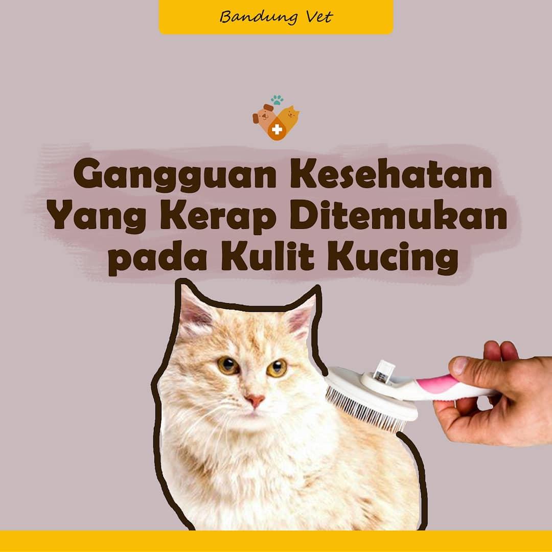 BandungVetClini's tweet photo. Jangan anggap penyakit kulit pada kucing itu hal biasa Buddies, karena bisa saja masalah kulit itu adalah tanda ada yang bermasalah di tubuh kucing kesayangan. Yuk simak Buddies!
#kulitkucing #bandung #dokterhewanbandung #infobandung #infosterilbandung #bulukucing https://t.co/DqNqBNNKuQ