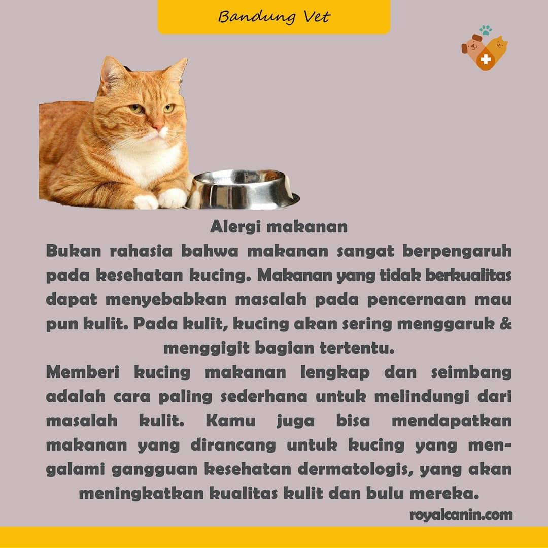 BandungVetClini's tweet photo. Jangan anggap penyakit kulit pada kucing itu hal biasa Buddies, karena bisa saja masalah kulit itu adalah tanda ada yang bermasalah di tubuh kucing kesayangan. Yuk simak Buddies!
#kulitkucing #bandung #dokterhewanbandung #infobandung #infosterilbandung #bulukucing https://t.co/DqNqBNNKuQ