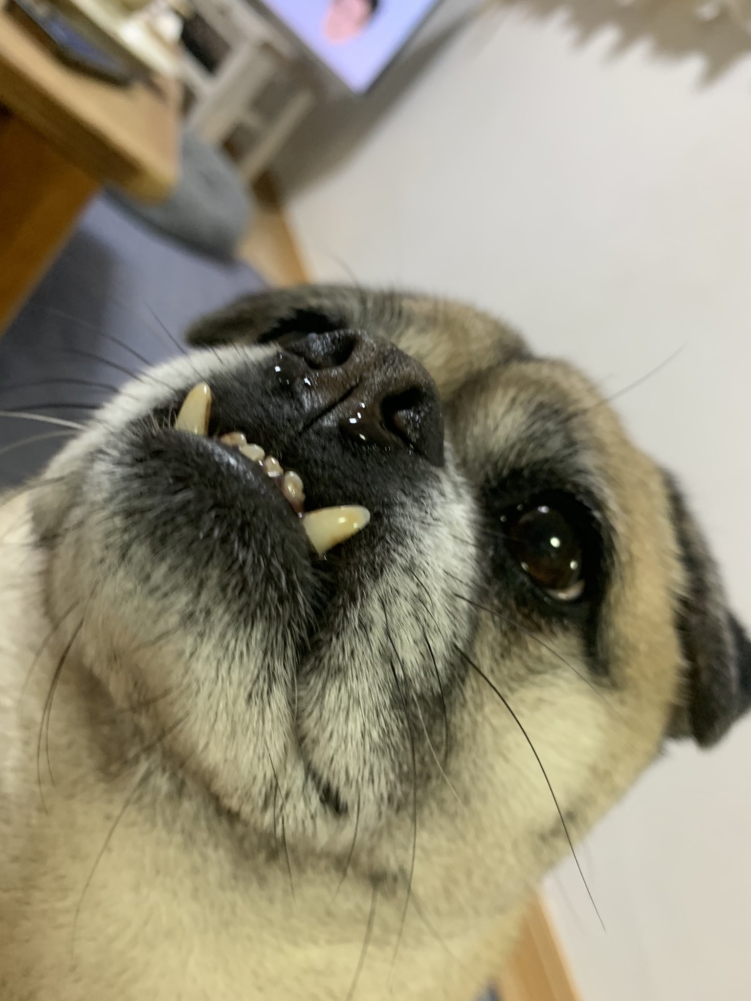 まつり このブサカワ犬 有名にならないかな ミックス犬 ブサかわ犬 T Co Lpl4oivim8 Twitter