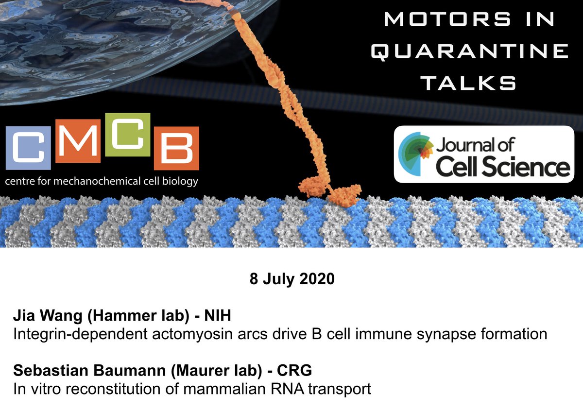 It will be our 10th #MotorsInQuarantine this week! We will hear from Jia Wang @NIH and @SebasBaumann @CRGenomica about myosin in cell-cell contact formation and kinesin in mRNA transport. See you on Wednesday!