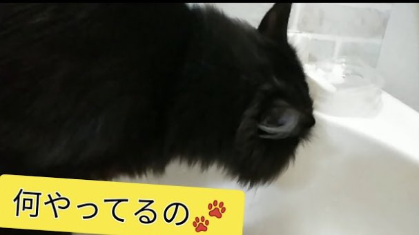 PecoPecotv's tweet photo. ペコちゃん🐾いつの間にか覚えちゃった‼️🐈ペコちゃん🐈 https://t.co/spKWbLoivk #猫 #ねこ #猫大好き #猫好き #猫のいる暮らし #猫動画 #ノルウェージャン #ノルウェージャンフォレストキャット #ノルウェー https://t.co/9IcRo5YwHe