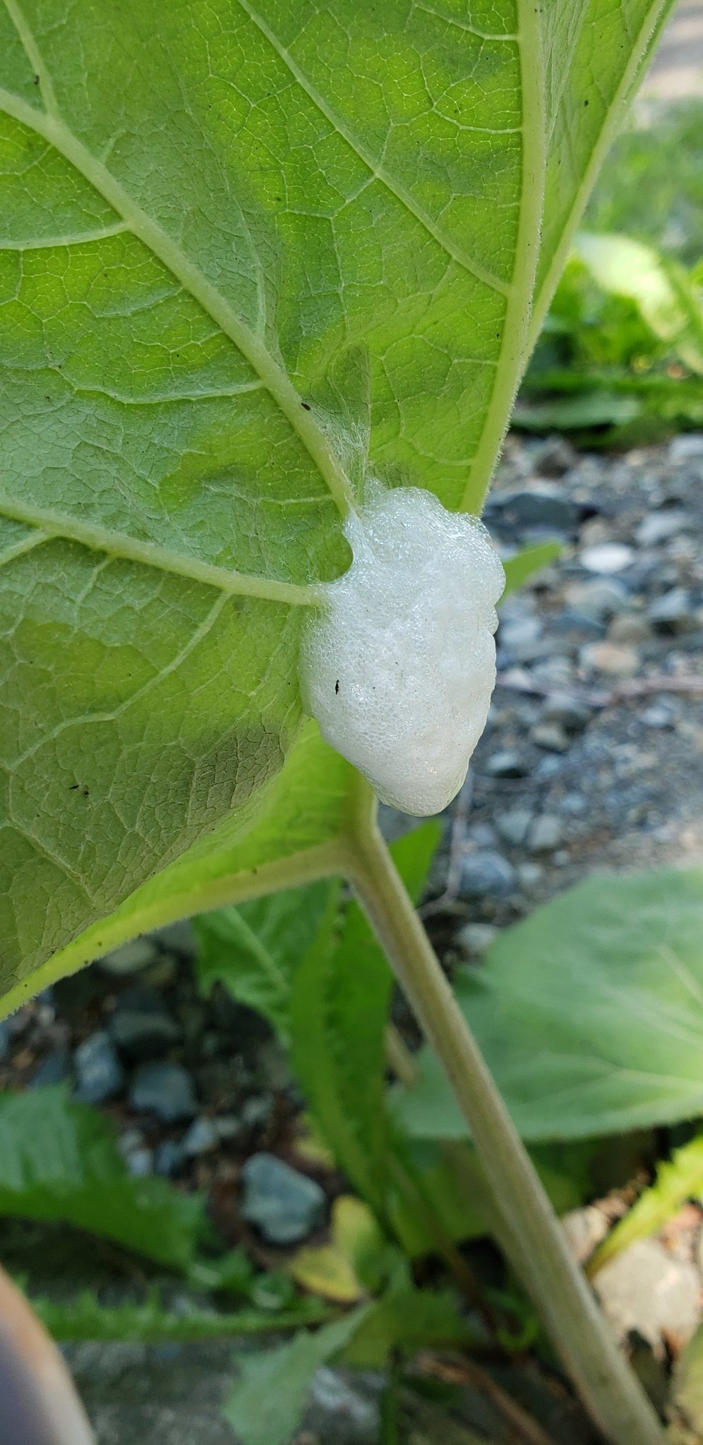藍 Acquacubo これはカエルの卵の泡でしょうか 用水路近くにあるけど おたまじゃくしが落ちるとこが土の上なので カエルのだったら異動させた方がよかですかね カエル カエルの卵 モリアオガエル シュレーゲルアオガエル アマガエル T Co