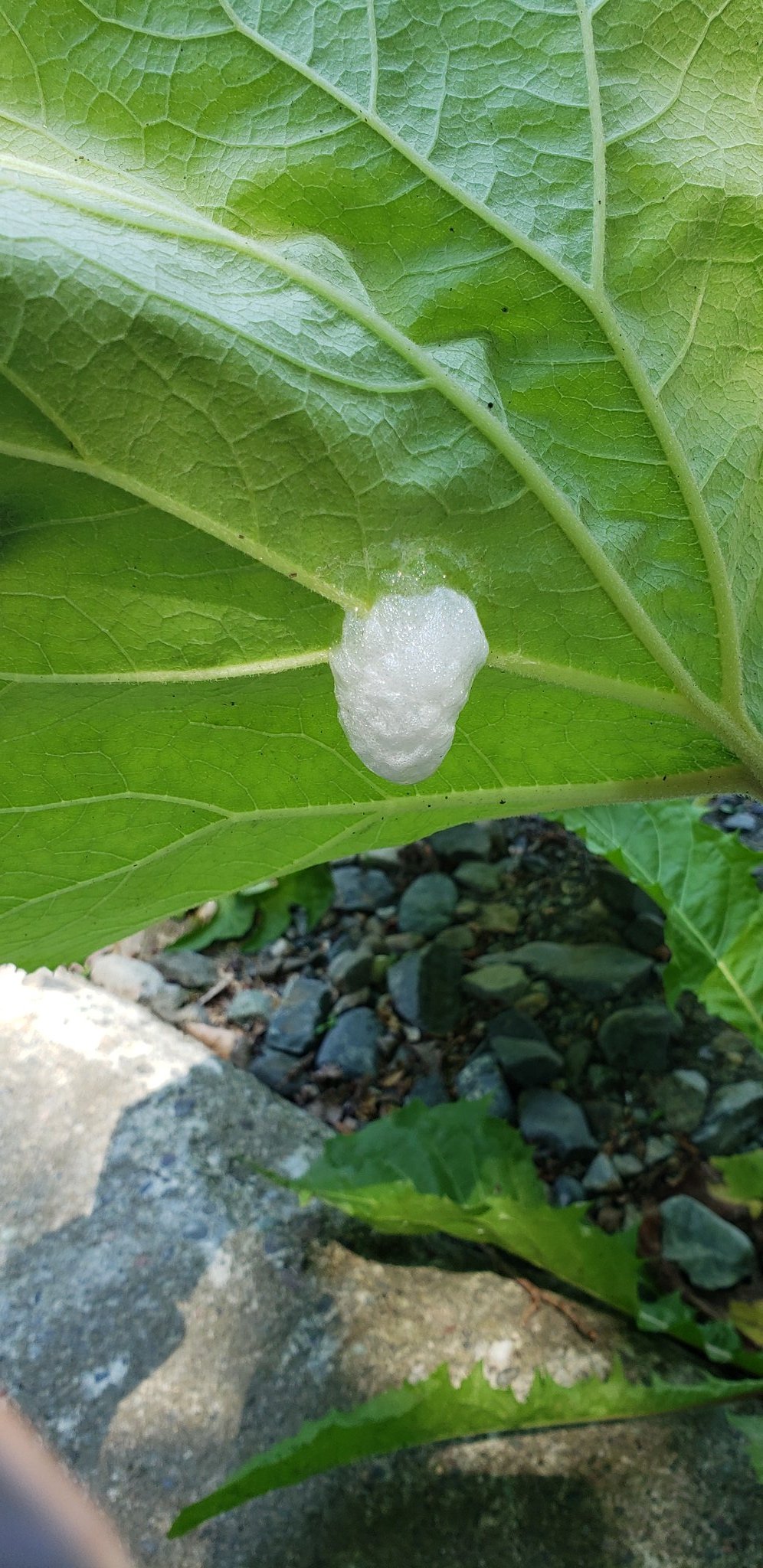 藍 Acquacubo これはカエルの卵の泡でしょうか 用水路近くにあるけど おたまじゃくしが落ちるとこが土の上なので カエルのだったら異動させた方がよかですかね カエル カエルの卵 モリアオガエル シュレーゲルアオガエル アマガエル T Co