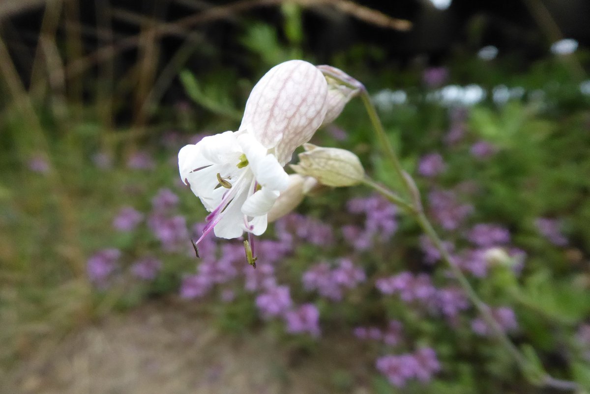 rienkkuiper's tweet photo. Met karakteristieke zinkflora - mini-uitvoeringen van hun soortgenoten op gifvrije grond (2) #Kelmis https://t.co/JvMtWbSbjm