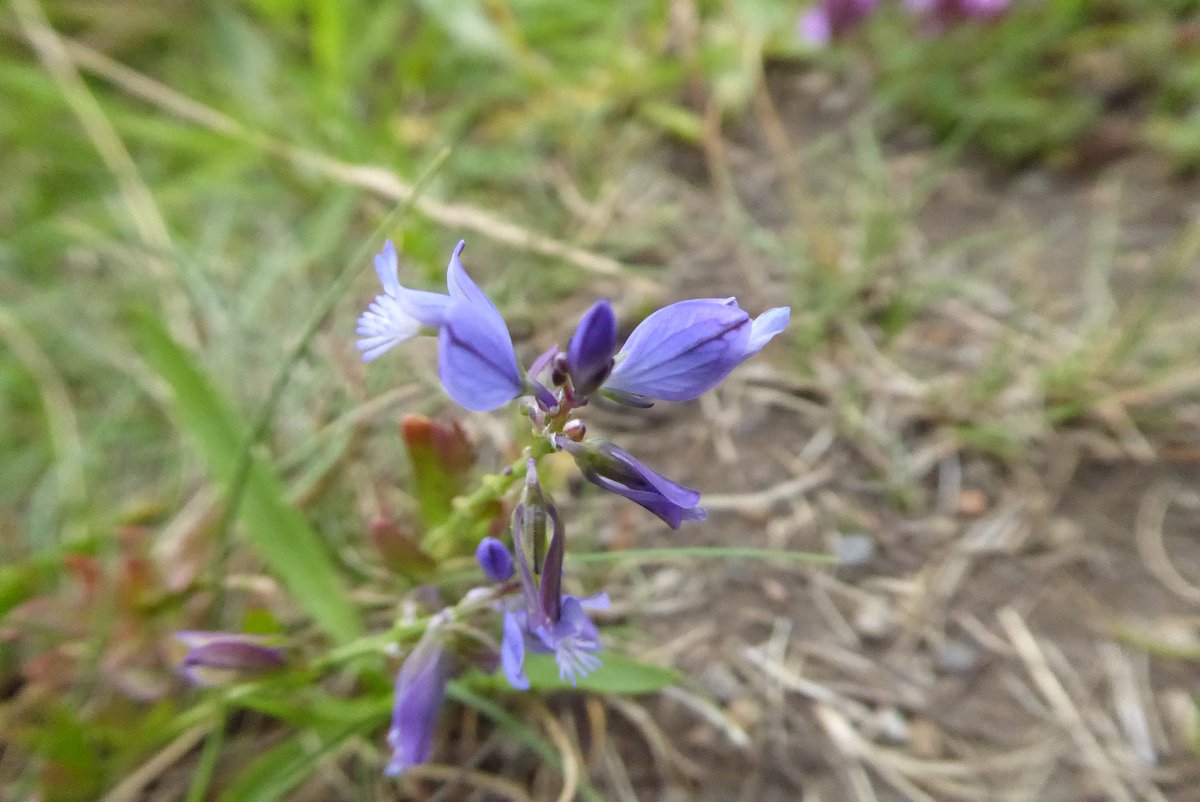 rienkkuiper's tweet photo. Met karakteristieke zinkflora - mini-uitvoeringen van hun soortgenoten op gifvrije grond (2) #Kelmis https://t.co/JvMtWbSbjm