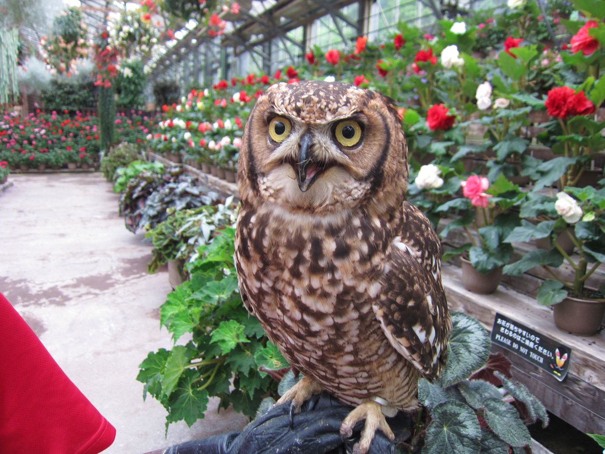 シャーシャー」と警戒モードで、ちょっと怖い顔の「アフリカ