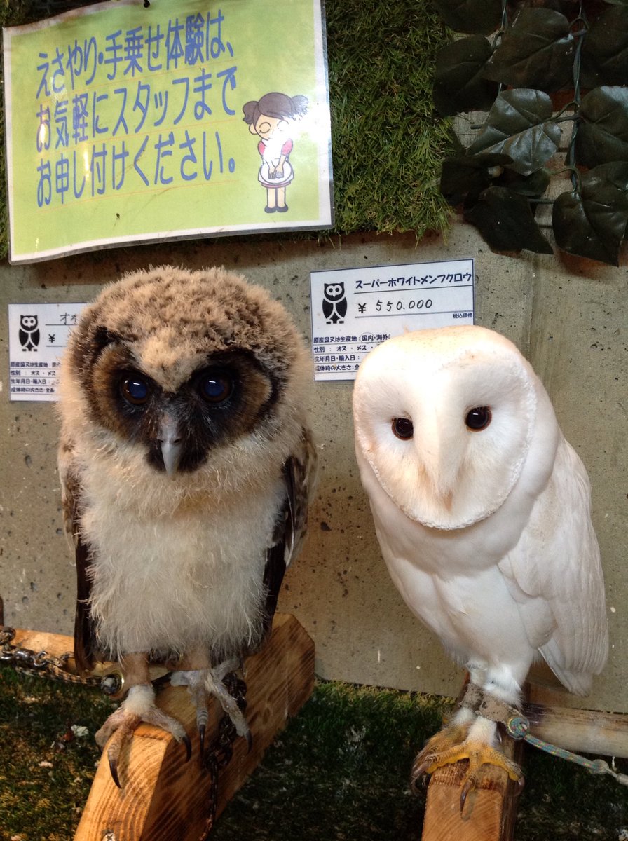 最新 かわいい メン フクロウ 最新 かわいい メン フクロウ